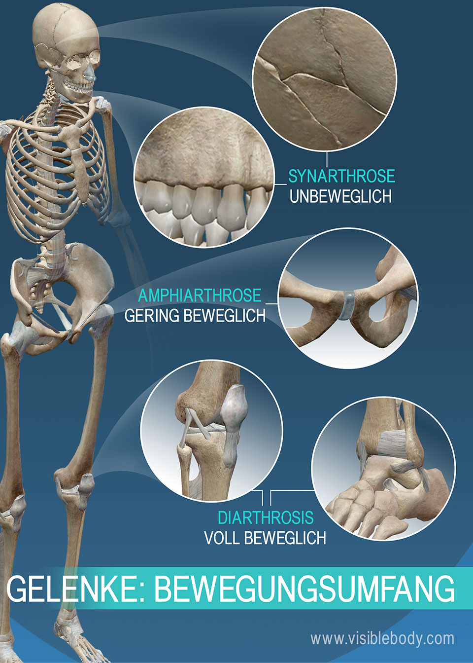 Gelenke lassen sich nach ihrer Beweglichkeit einteilen: Synarthrosen (unechte Gelenke), Amphiarthrosen (gering bewegliche Gelenke), Diarthrosen (echte Gelenke