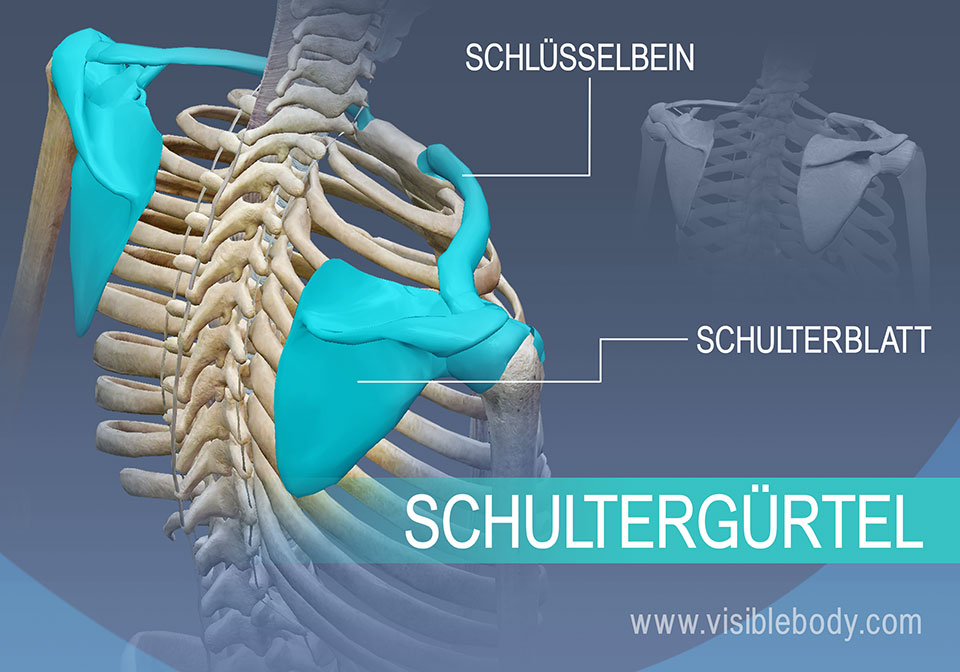 Knochen des Schultergürtels