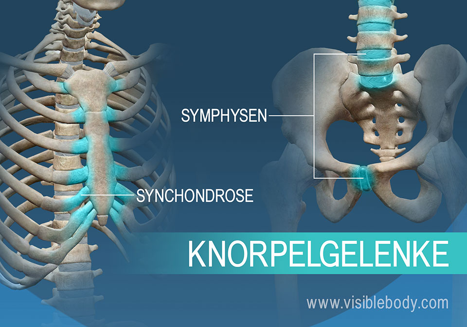 Synchondrosen und Symphysen sind zwei Arten von Knorpelgelenken