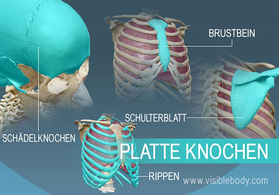 Beispiel der vier unterschiedlichen Arten platter Knochen