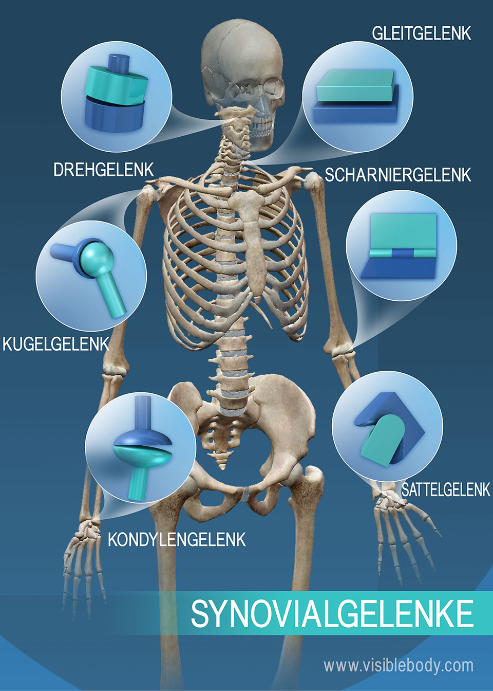 Der Bewegungsumfang von Synovialgelenken: Zapfen-, Kugel-, Ei-, Sattel-, Scharnier-, Gleitgelenk