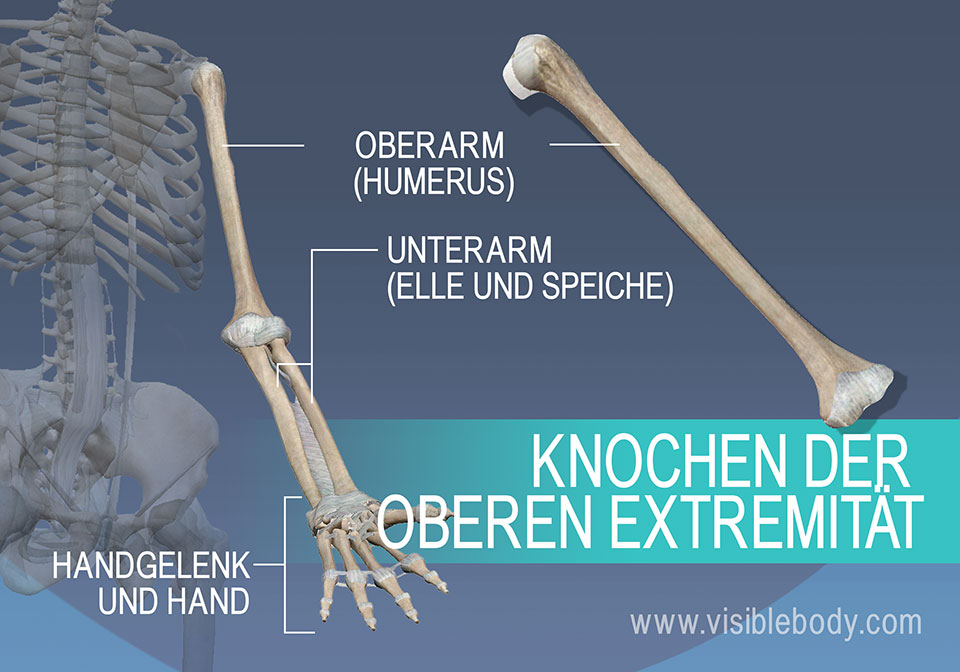 Oberarmknochen (Humerus), Speiche (Radius), Elle (Ulna) und die Knochen des Handgelenks und der Hand