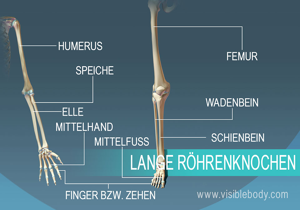 Beispiele von 9 langen Knochen im menschlichen Körper
