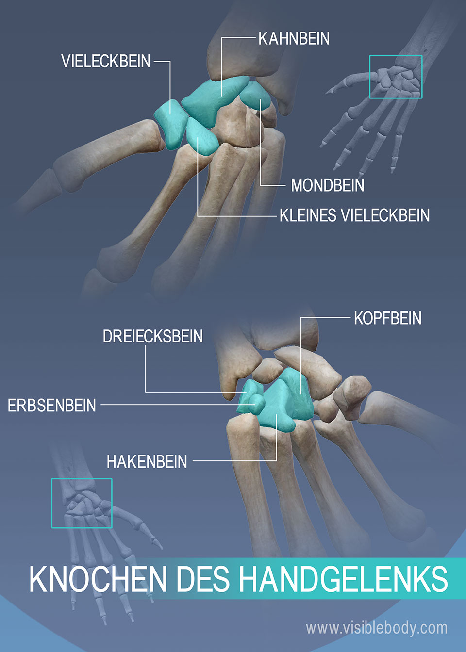 Großes Vieleckbein, Kahnbein, Mondbein, kleines Vieleckbein, Kopfbein, Dreiecksbein, Erbsenbein und Hakenbein