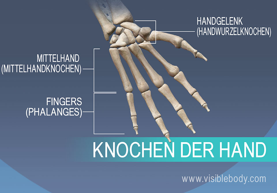 Knochen der Hand, Mittelhandknochen, Grund-, Mittel- und Endglieder