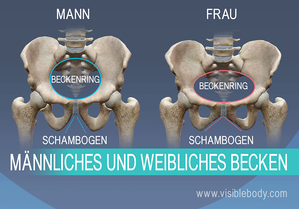 Die Unterschiede in Beckeneingang und Schambogen bei Mann und Frau