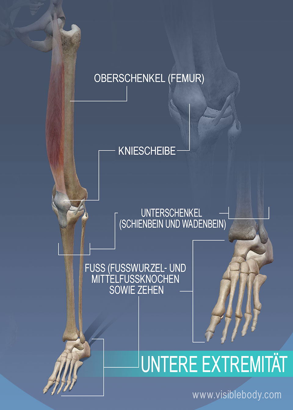 Oberschenkel-, Unterschenkel- und Sprunggelenksknochen der unteren Extremität