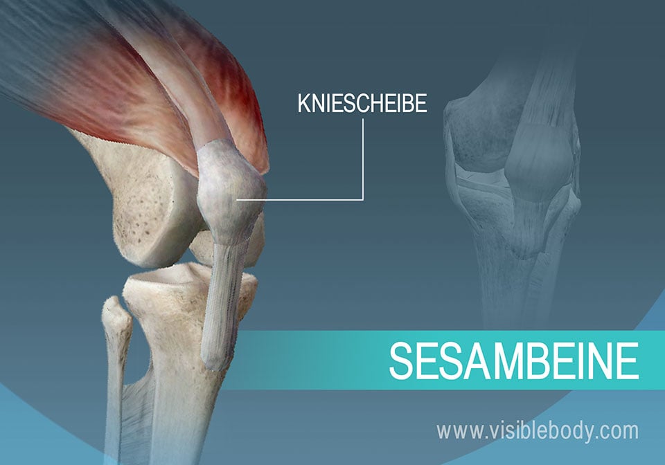 Die Kniescheibe oder Patella ist ein solches Sesambein