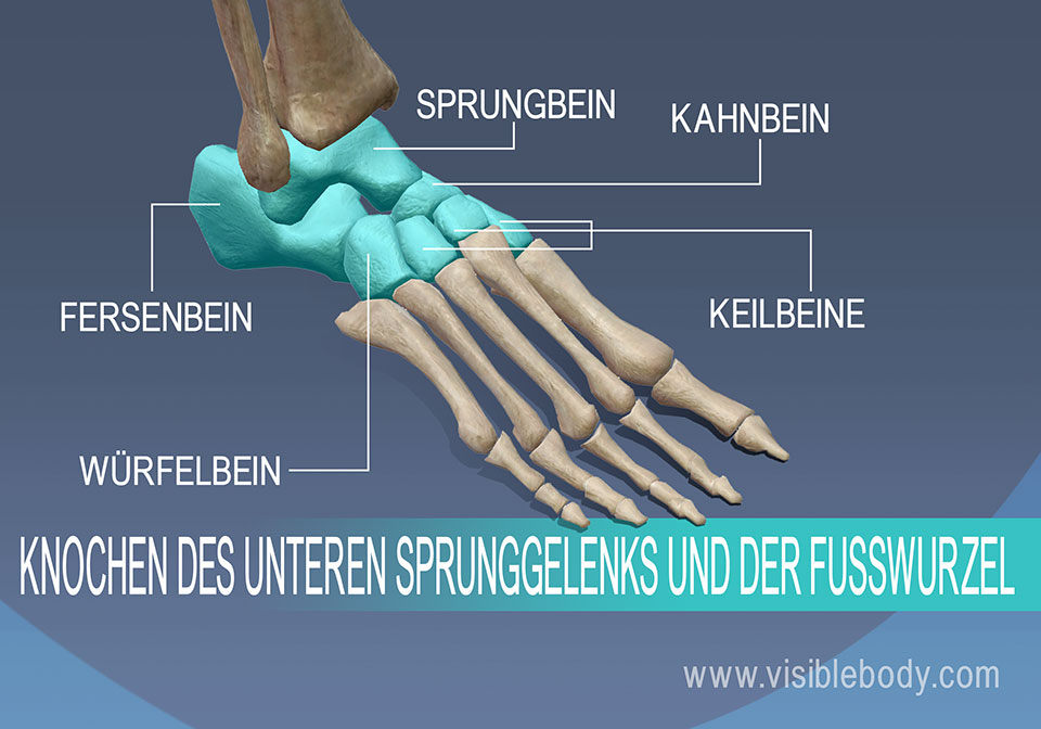 Sprunggelenksknochen, Sprungbein, Kahnbein, Keilbeine, Fersenbein und Würfelbein Sprunggelenksknochen