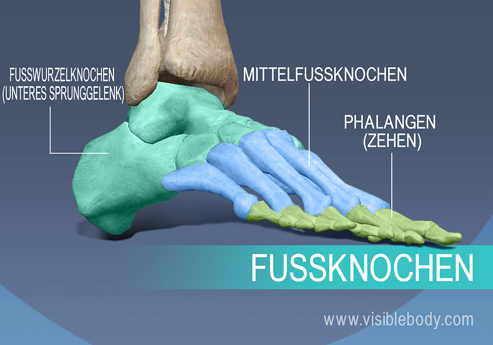 Die Knochen des Fußes, Mittelfußknochen (Metatarsalia) sowie die Grund-, Mittel- und Endglieder der Zehen.