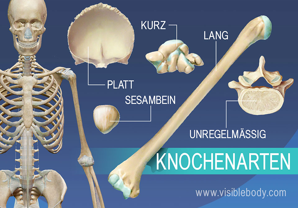 Bei den Knochen lassen sich 5 unterschiedliche Formen und Funktionen unterscheiden