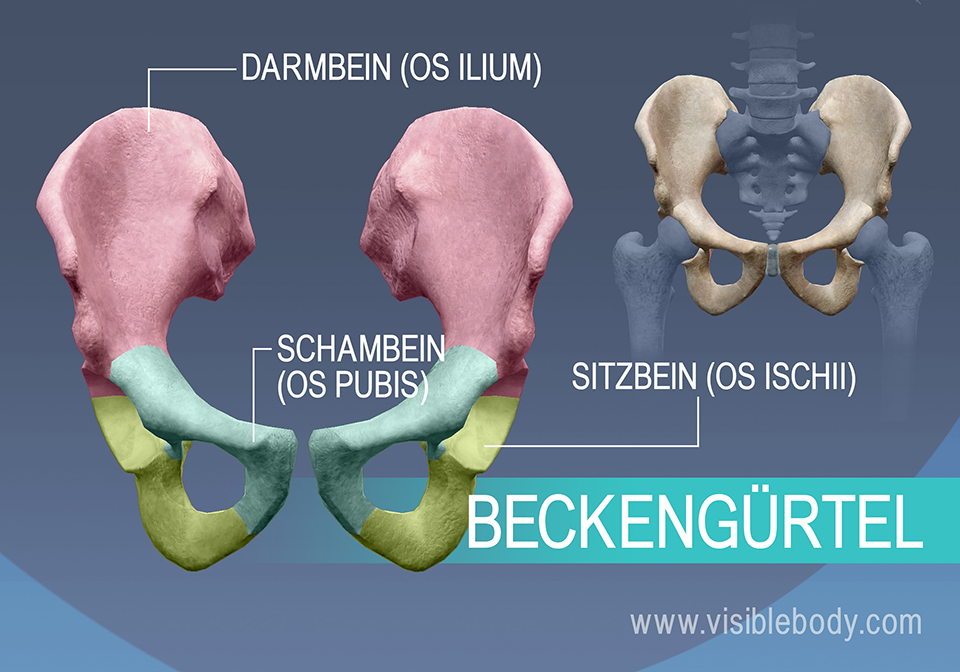 Hüftbein, Darmbein, Schambein und Sitzbein