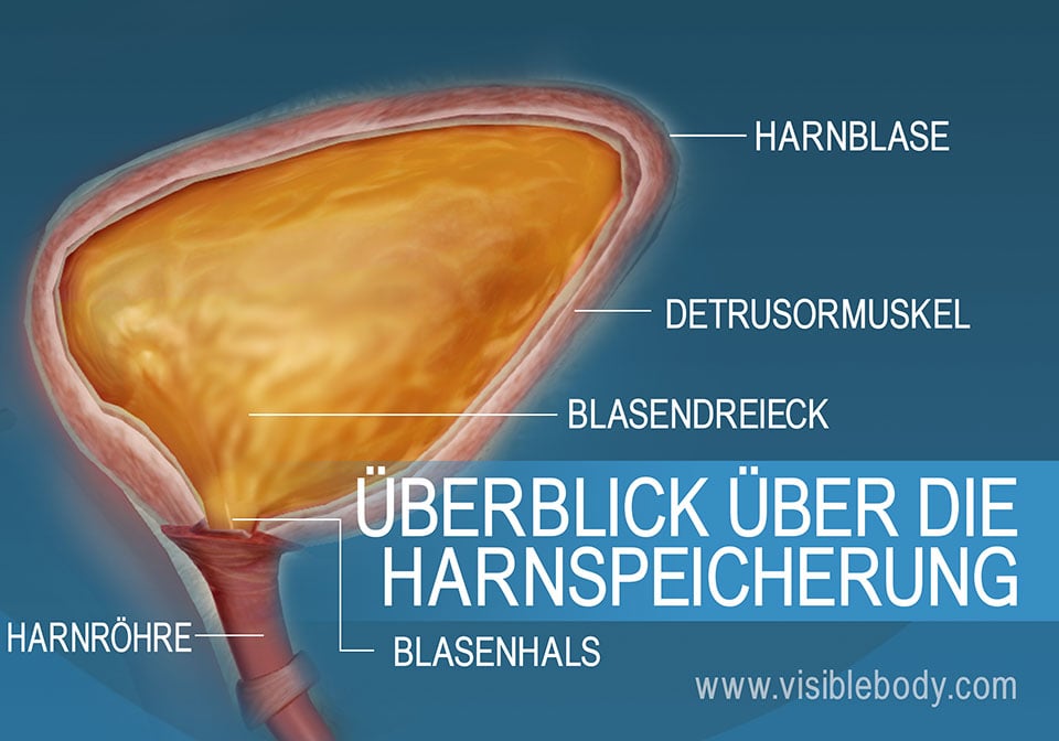 Querschnitt durch die Harnblase mit Blasenhals, Detrusormuskel, Blasendreieck und Harnröhre