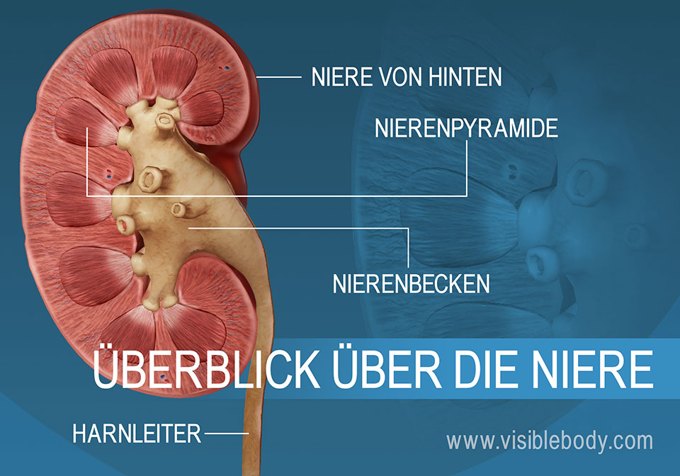 Querschnitt durch die Niere mit den Strukturen des Nierenbeckens und der Pyramiden