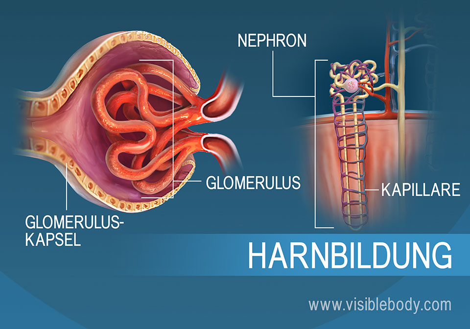 Querschnitt durch einen Glomerulus, eine Struktur des Nephrons