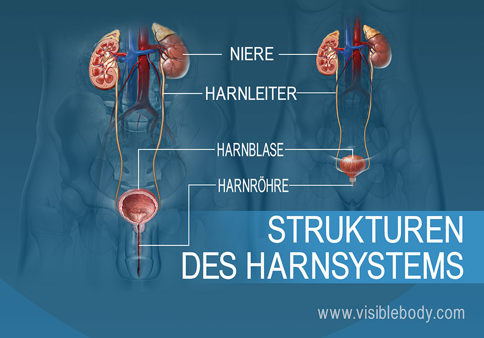 Vergleich des männlichen und weiblichen Harnsystems