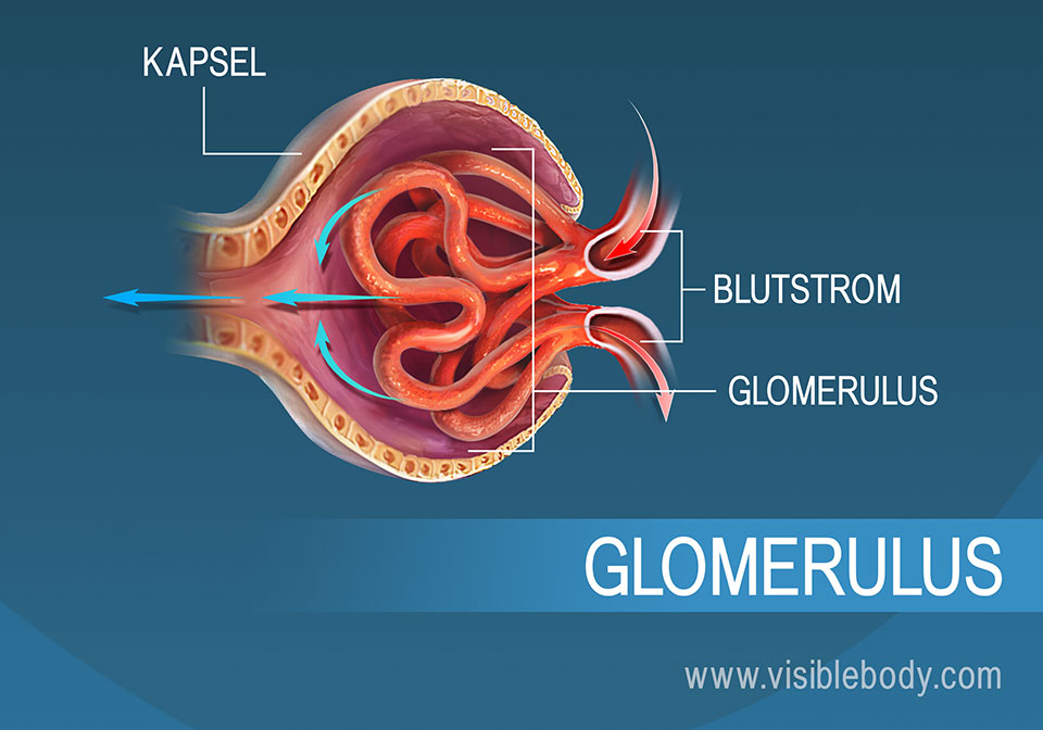 Im Rahmen der Filtration strömt Blut durch den Glomerulus