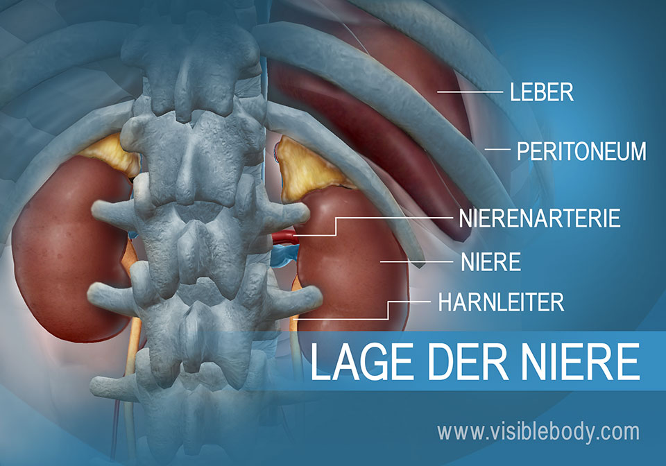 Relative Lage von Nieren und Harnleiter zur Leber in der Bauchhöhle