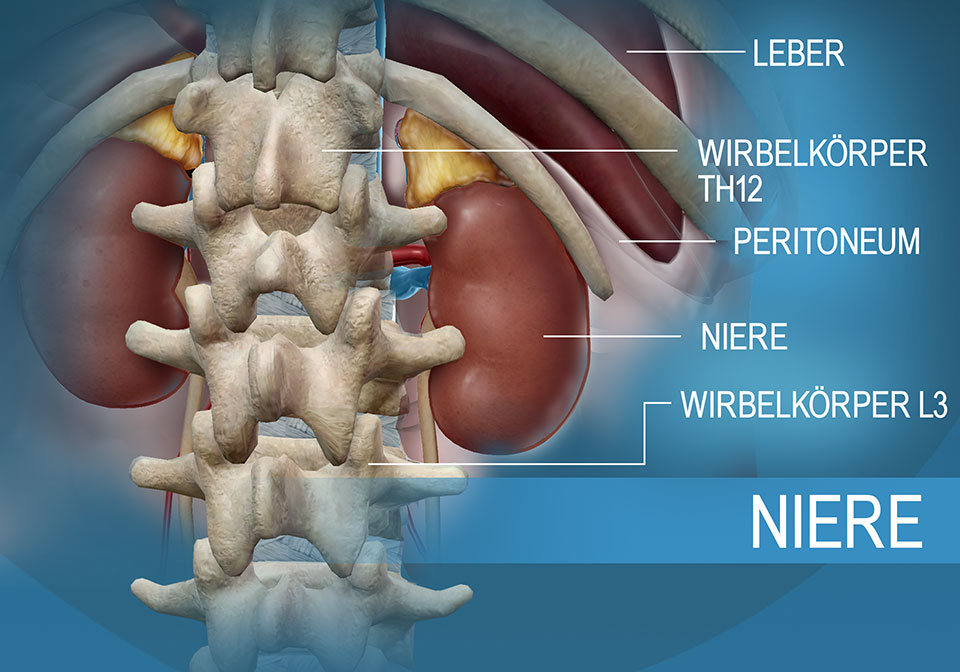Lage der Nieren relativ zur Leber und der Brust- und Lendenwirbelsäule