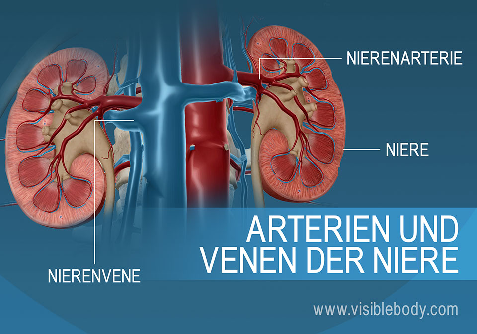 Der Blutstrom in die und aus den Nieren erfolgt über die Nierenarterien bzw. Nierenvenen