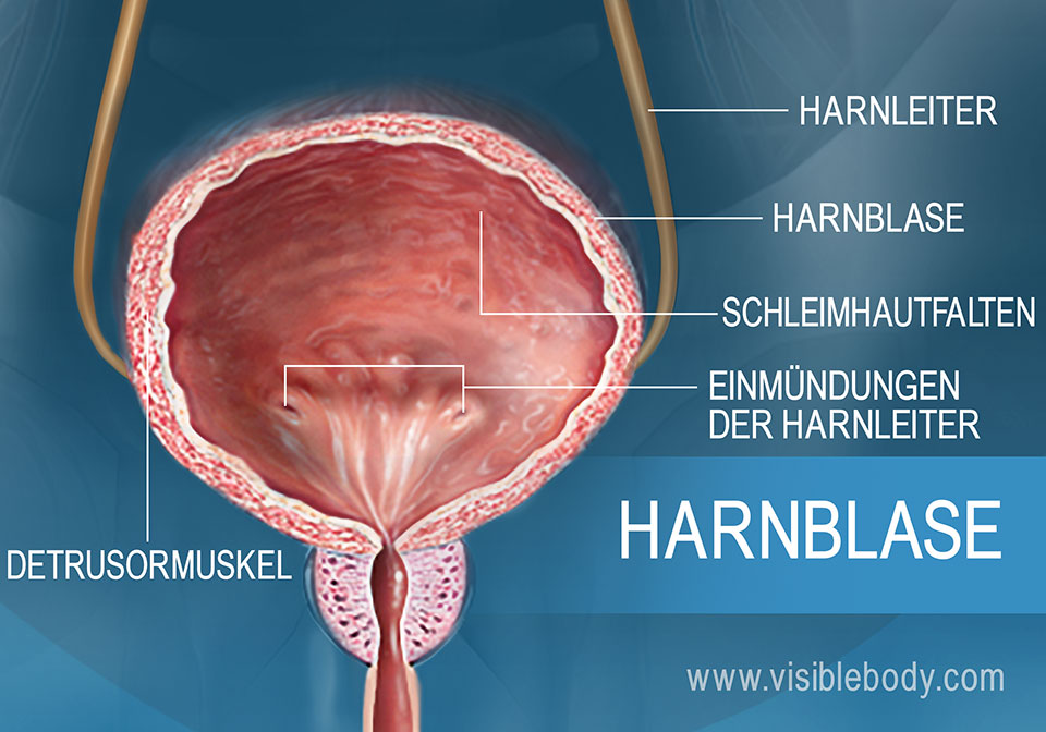 Detaillierte Darstellung des Detrusormuskels und der Schleimhautfalten (Rugae), zweier Harnblasenstrukturen.