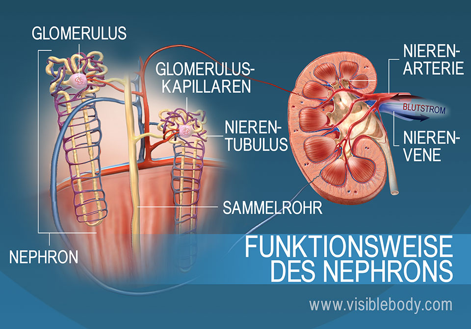 Die Anatomie und Funktion des Nephrons mit den Nephronröhrchen, Nierenpyramiden und der Nierenrinde