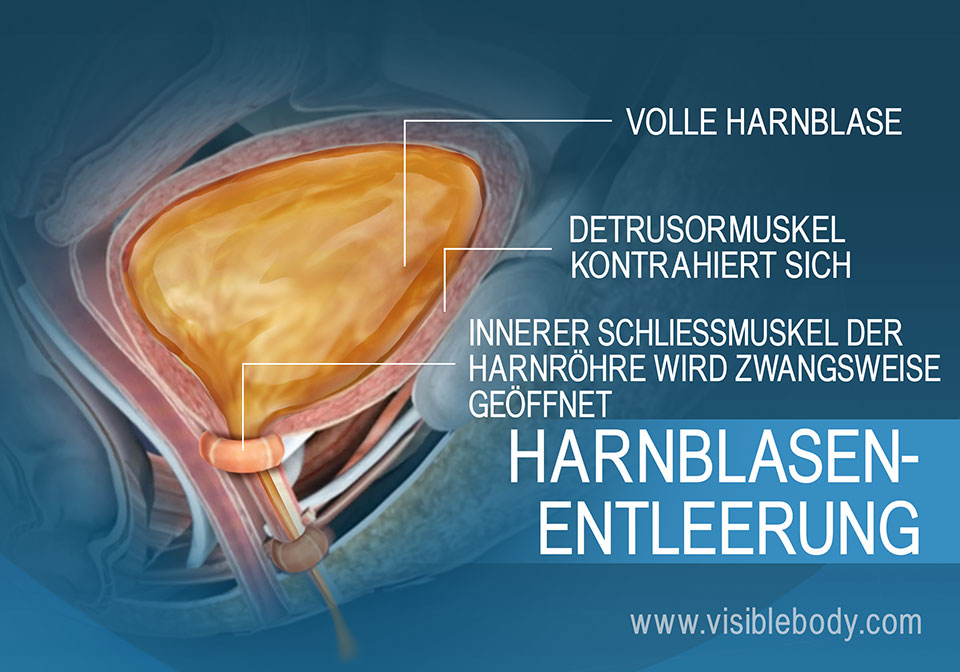 Eine volle Harnblase und die für den Harndrang verantwortlichen Muskeln der Blasenentleerung.