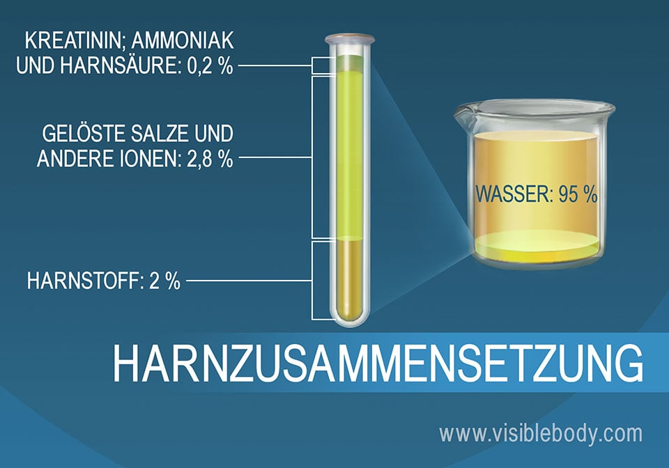 Die prozentuale Zusammensetzung der Salze, anderen Bestandteile sowie von Ammoniak, Harnstoff und Wasser im Urin