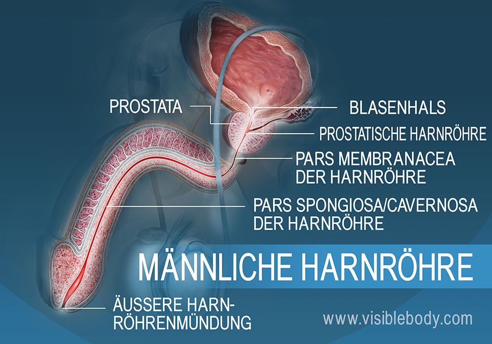 Querschnitt durch die männliche Harnröhre mit ihren drei Abschnitten