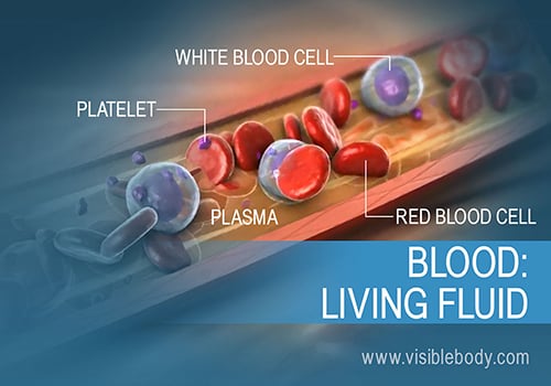 The composition and function of blood in the human body