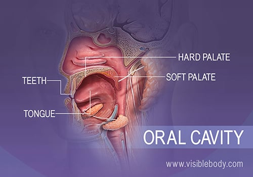 Profile view of the oral cavity showing the teeth, tongue, hard and soft palates
