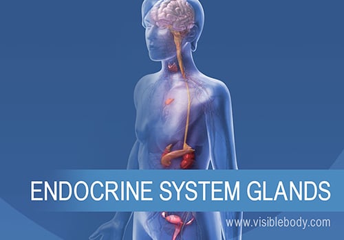The Endocrine Glands and How They Work