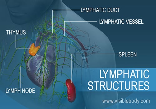 An Anatomy & Physiology Course for Everyone! | Visible Body Learn Site