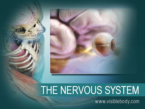 The brain and spinal cord make up the central nervous system (CNS). The cranial nerves, spinal nerves, and sensory organs make up the peripheral nervous system (PNS).