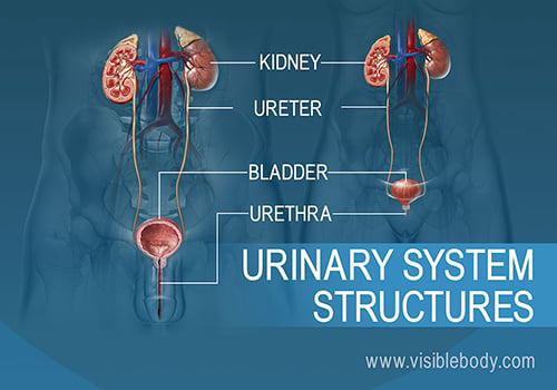 A comparison of the male and female urinary system