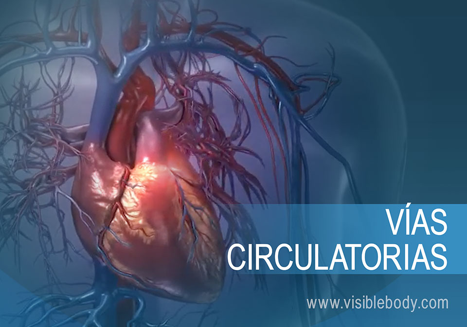 El corazón en la circulación pulmonar y sistémica
