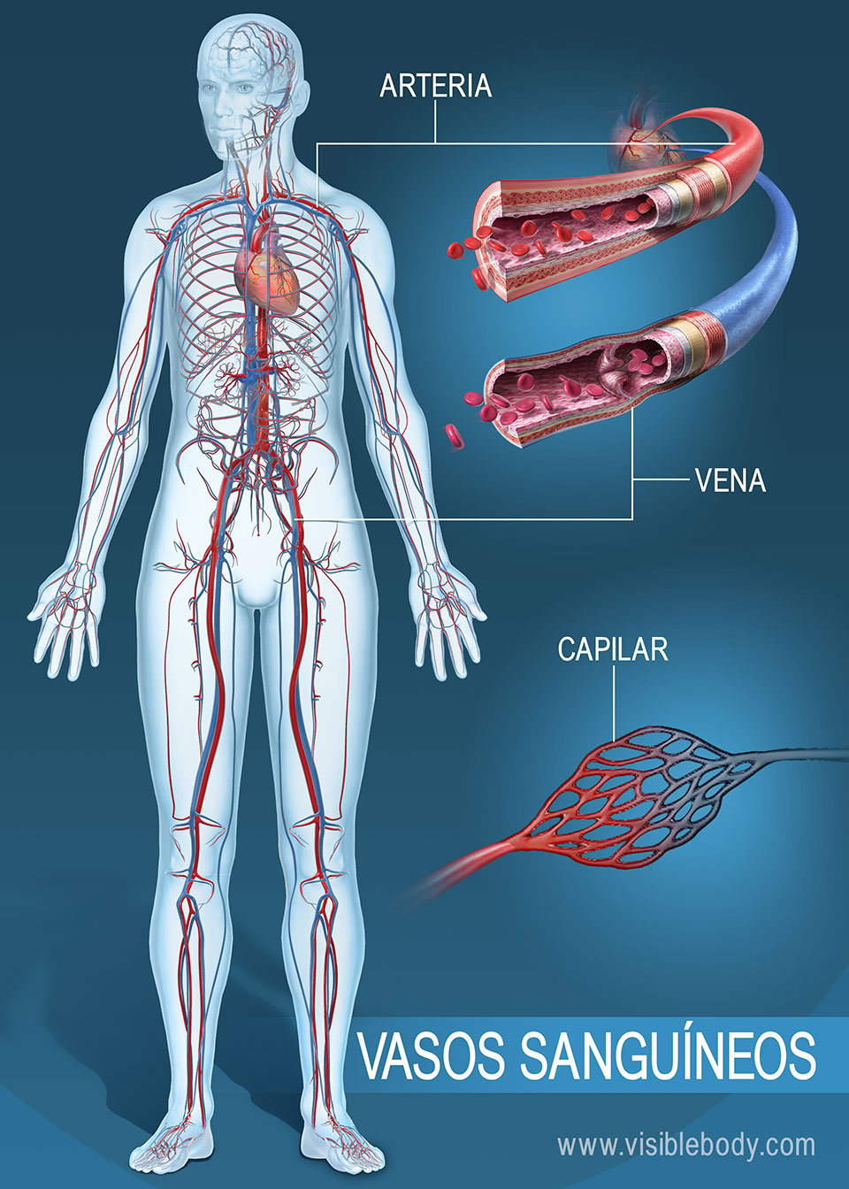 Red de arterias, venas y capilares en todo el cuerpo