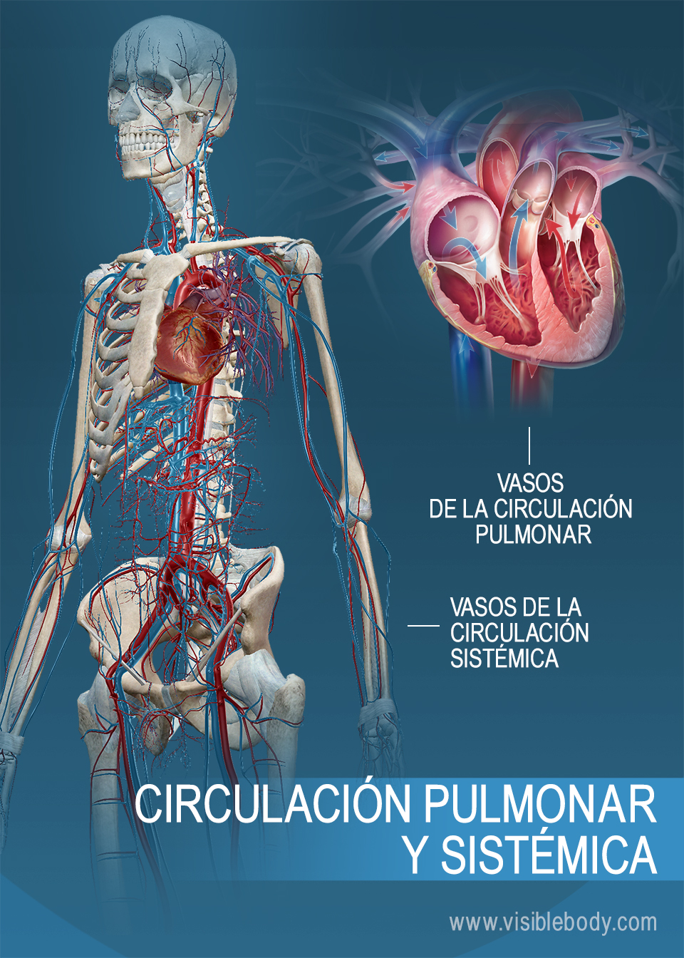 Vasos de la circulación sistémica y la circulación pulmonar
