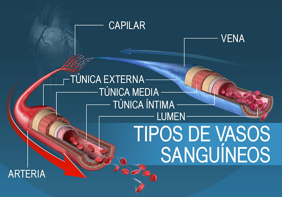 Los diferentes tipos de vasos sanguíneos y sus capas