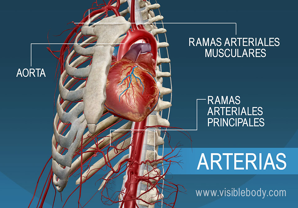 Las arterias principales y ramas del cuerpo