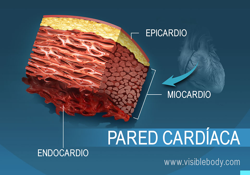 Corte transversal de la pared cardíaca