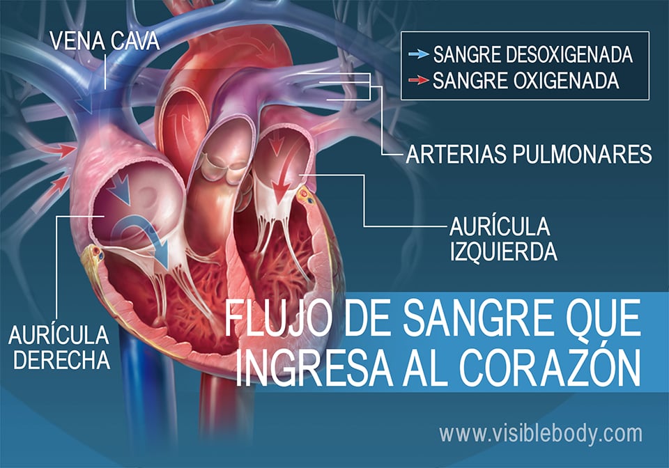 Las aurículas bombean sangre dentro del corazón