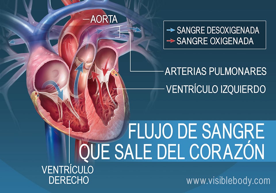 Los ventrículos izquierdo y derecho bombean sangre hacia afuera del corazón
