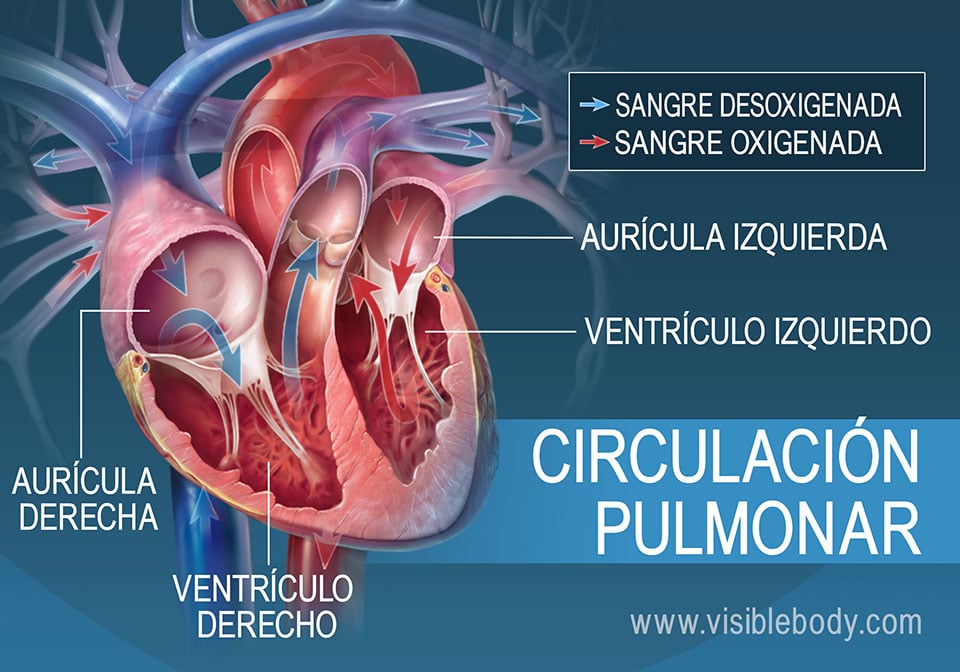 Circulación de la sangre oxigenada y desoxigenada a través de las aurículas del corazón