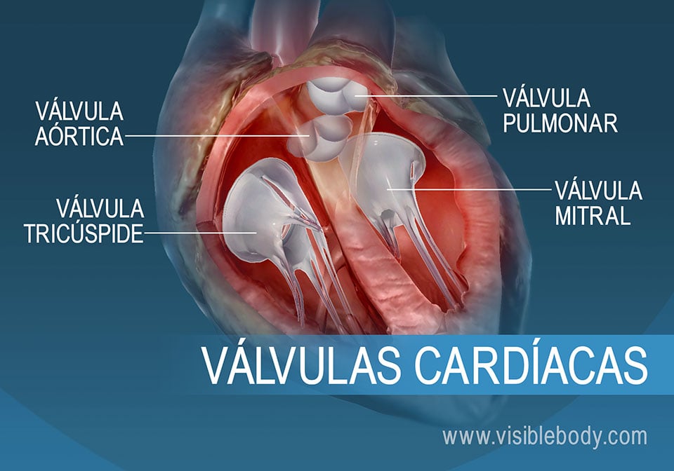 Las 4 válvulas del corazón humano