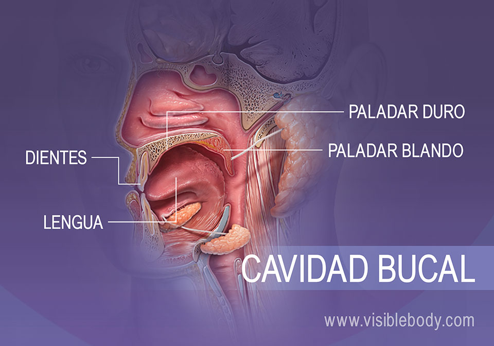 Cavità orale vista profilo mostrando denti, lingua, palato duro e palato molle