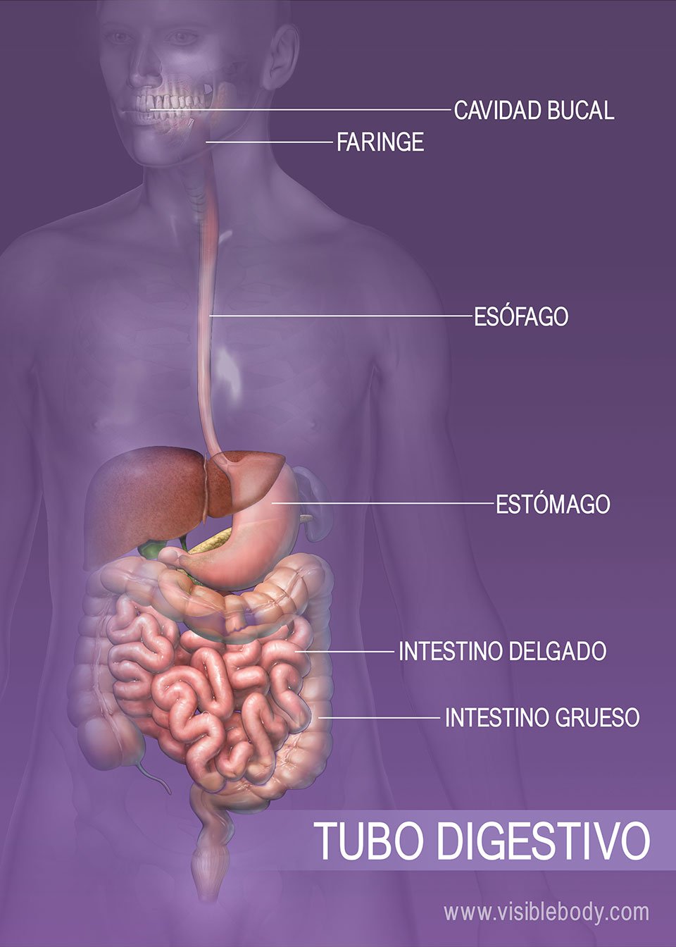 Prezentare generală a sistemului digestiv