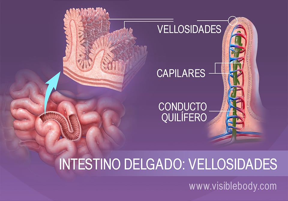 Vista con aumento de las vellosidades del intestino delgado