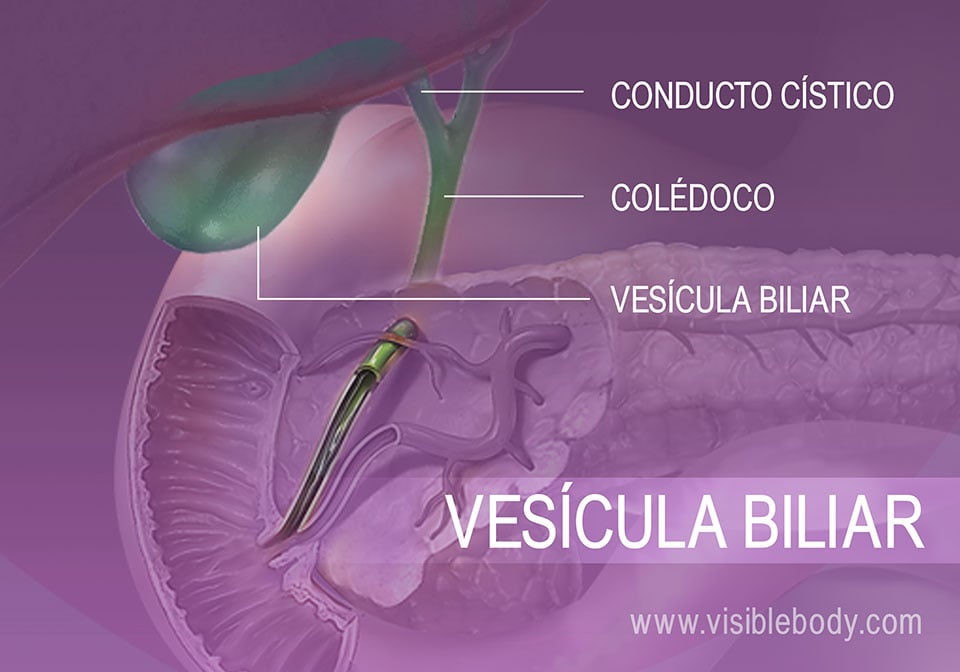 5B-Vesícula biliar