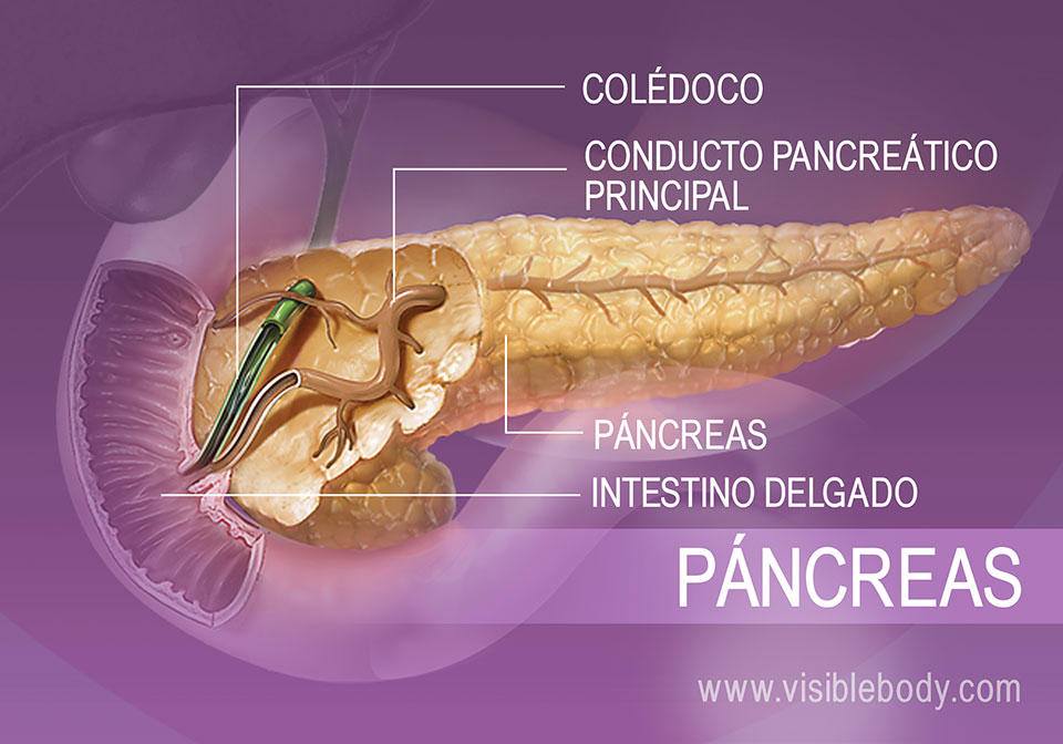 Conducto pancreático principal en el corte transversal del páncreas